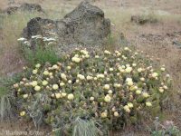 plains or starvation prickly pear (<em>Opuntia polyacantha ssp. polyacantha</em>)