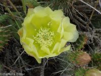 plains or starvation prickly pear (<em>Opuntia polyacantha ssp. polyacantha</em>)