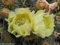 plains or starvation prickly pear (<em>Opuntia polyacantha ssp. polyacantha</em>)