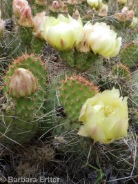 plains or starvation prickly pear (<em>Opuntia polyacantha ssp. polyacantha</em>)