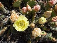 plains or starvation prickly pear (<em>Opuntia polyacantha ssp. polyacantha</em>)