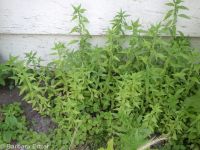 pellitory (<em>Parietaria pensylvanica</em>)