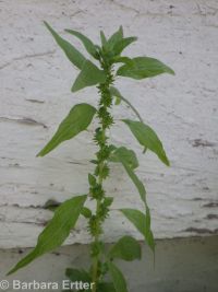 pellitory (<em>Parietaria pensylvanica</em>)
