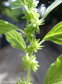 pellitory (<em>Parietaria pensylvanica</em>)