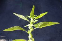 pellitory (<em>Parietaria pensylvanica</em>)