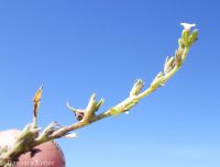 slender-branched or alkali popcorn-flower (<em>Plagiobothrys leptocladus</em>)