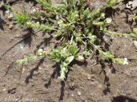 slender-branched or alkali popcorn-flower (<em>Plagiobothrys leptocladus</em>)