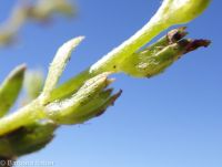 Plagiobothrys leptocladus