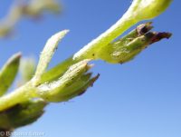 Plagiobothrys leptocladus