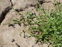 slender-branched or alkali popcorn-flower (<em>Plagiobothrys leptocladus</em>)