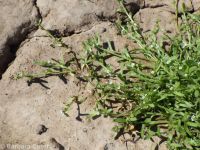 slender-branched or alkali popcorn-flower (<em>Plagiobothrys leptocladus</em>)