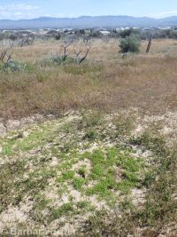 slender-branched or alkali popcorn-flower (<em>Plagiobothrys leptocladus</em>)