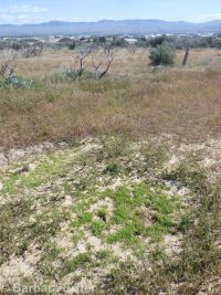 slender-branched or alkali popcorn-flower (<em>Plagiobothrys leptocladus</em>)