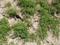 slender-branched or alkali popcorn-flower (<em>Plagiobothrys leptocladus</em>)