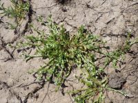 slender-branched or alkali popcorn-flower (<em>Plagiobothrys leptocladus</em>)