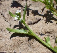 slender-branched or alkali popcorn-flower (<em>Plagiobothrys leptocladus</em>)