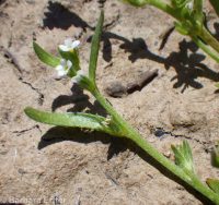 slender-branched or alkali popcorn-flower (<em>Plagiobothrys leptocladus</em>)