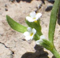 Plagiobothrys leptocladus