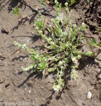 slender-branched or alkali popcorn-flower (<em>Plagiobothrys leptocladus</em>)