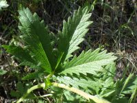 golden-gland cinquefoil (<em>Potentilla brunnescens</em>)