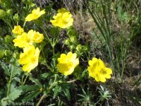 golden-gland cinquefoil (<em>Potentilla brunnescens</em>)