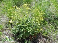 golden-gland cinquefoil (<em>Potentilla brunnescens</em>)