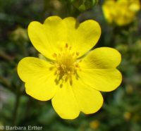 golden-gland cinquefoil (<em>Potentilla brunnescens</em>)