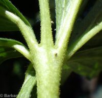 golden-gland cinquefoil (<em>Potentilla brunnescens</em>)