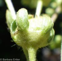 Potentilla brunnescens