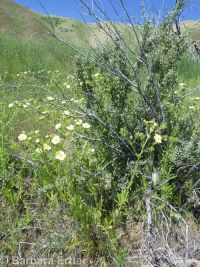 sulphur cinquefoil (<em>Potentilla recta</em>)