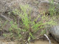 sulphur cinquefoil (<em>Potentilla recta</em>)
