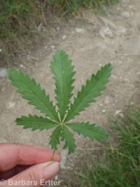 sulphur cinquefoil (<em>Potentilla recta</em>)