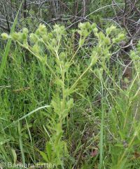 sulphur cinquefoil (<em>Potentilla recta</em>)