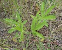 sulphur cinquefoil (<em>Potentilla recta</em>)
