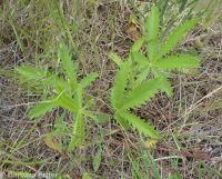 sulphur cinquefoil (<em>Potentilla recta</em>)