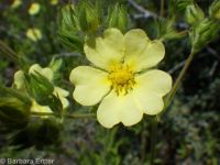sulphur cinquefoil (<em>Potentilla recta</em>)