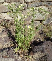 sulphur cinquefoil (<em>Potentilla recta</em>)