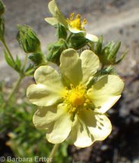 sulphur cinquefoil (<em>Potentilla recta</em>)