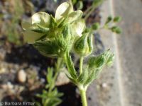 sulphur cinquefoil (<em>Potentilla recta</em>)