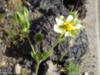 sulphur cinquefoil (<em>Potentilla recta</em>)