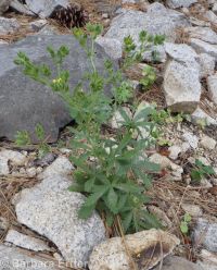 sulphur cinquefoil (<em>Potentilla recta</em>)