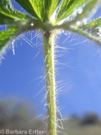 sulphur cinquefoil (<em>Potentilla recta</em>)