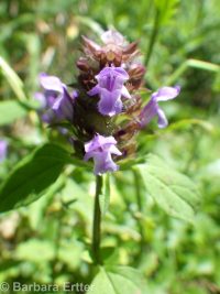 common selfheal (<em>Prunella vulgaris ssp. vulgaris</em>)