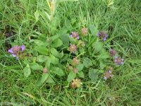 common selfheal (<em>Prunella vulgaris ssp. vulgaris</em>)