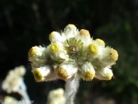 cotton-batting plant (<em>Pseudognaphalium stramineum</em>)