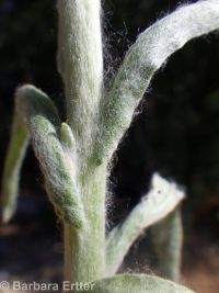 cotton-batting plant (<em>Pseudognaphalium stramineum</em>)