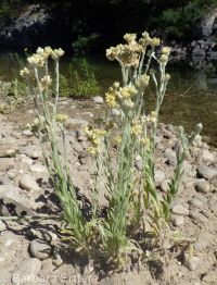 cotton-batting plant (<em>Pseudognaphalium stramineum</em>)