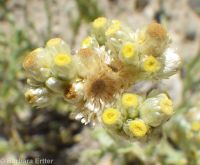 cotton-batting plant (<em>Pseudognaphalium stramineum</em>)