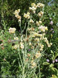 cotton-batting plant (<em>Pseudognaphalium stramineum</em>)