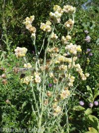 cotton-batting plant (<em>Pseudognaphalium stramineum</em>)